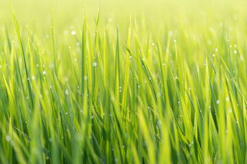 朝露に濡れる稲穂	