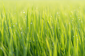 朝露に濡れる稲穂	