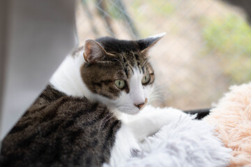 窓辺でくつろぐ可愛い猫　キジトラ白	