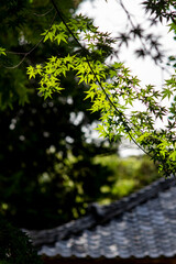 Fototapeta premium 鎌倉25717 浄智寺8 緑もみじ