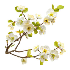 Fototapeta premium Close-up of a flowering branch. White blossoms with yellow centers, light green leaves, dark brown branches, isolated on black background
