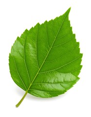 Obraz premium Close-up of a vibrant green leaf (7)