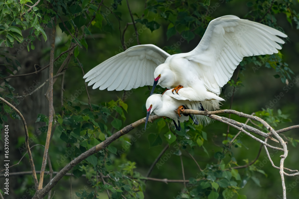 Wall mural snowy egrets mating while perched on a bare branch