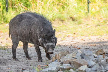 Big adult boar of Visayan warty pig Sus cebifrons