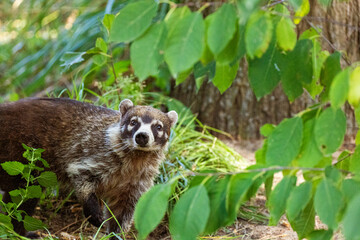 South American Coati, or Ring-tailed Coati Nasua nasua