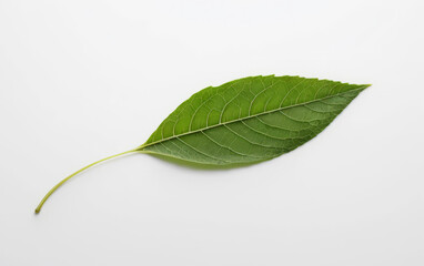 Fototapeta premium Vibrant Green Leaf with Intricate Veins in a Minimalist Diagonal Composition