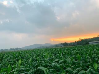 Lush tobacco plants in the field in the afternoon
