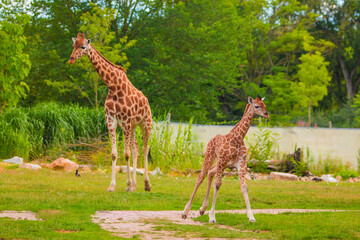 family of Giraffe Giraffa camelopardalis,with a baby. sticking out blue tongue