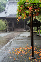 鎌倉25716　妙本寺5　ノウゼンカズラ