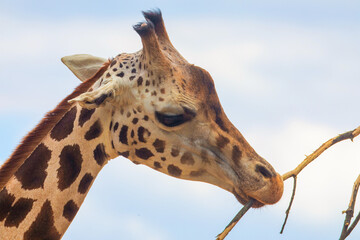 family of Giraffe Giraffa camelopardalis,with a baby. sticking out blue tongue