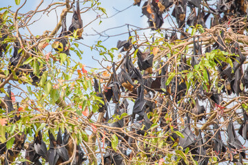 close-up hanging Mariana fruit bat (Pteropus mariannus)