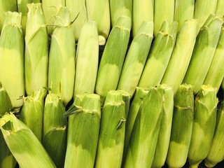 収穫後に陳列された皮付きのとうもろこし