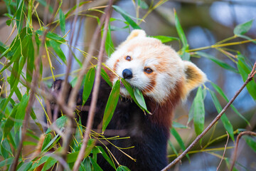 red panda Ailurus fulgens, lesser panda, is a small mammal