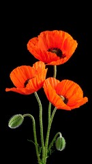 Close-up of three vibrant orange poppies