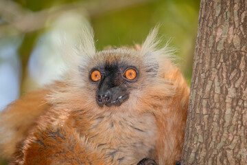 Blue eyed lemur on tree in forest