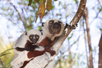 Endangered Coquerel Sifaka Lemur Propithecus coquereli Madagascar