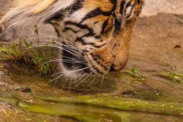 Tiger cubs playing with his mother,sumatra tiger Panthera tigris