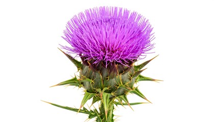 Close-up of a vibrant purple thistle (1)