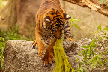 Tiger cubs playing with his mother,sumatra tiger Panthera tigris