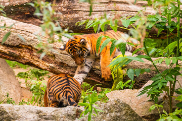 Sumatran tiger family with two little cubs