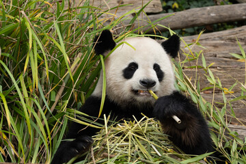 Fototapeta premium giant black and white panda is eating bamboo. Large animal closeup