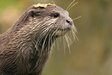 Asian small clawed otter Amblonyx cinerea, small clawed otter