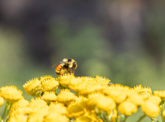 Orange-Belted Bee on a yarrow plant covered in pollen with green nature background