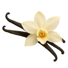 Vanilla pods and orchid flower isolated on white background for culinary ingredient and dessert flavor concepts