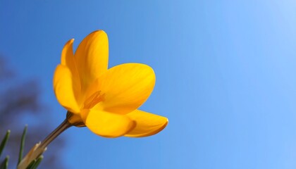 Obraz premium Close-up of a vibrant yellow crocus against a clear blue sky