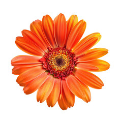 Vibrant orange flower, close-up
