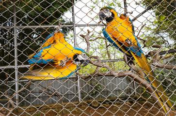 Blue-and-Yellow Macaw Behind Cage