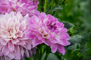 Fototapeta premium Dahlien (Dahlia)