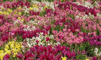 Beet mit bunten Löwenmäulchen (Antirrhinum majus)