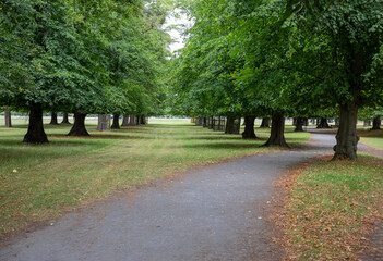 Tilos  en el Bushy Park, uno de los parques reales de Londres