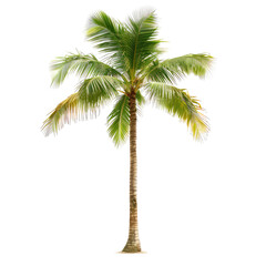 Obraz premium Tropical palm tree, vibrant green leaves (2)