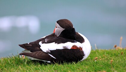 A puffins resting on grassy shore