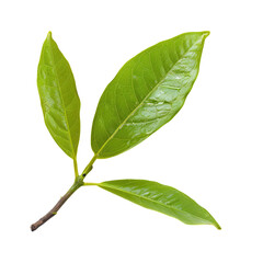 Obraz premium Close-up of three vibrant green leaves attached to a stem (1)