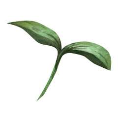 Green sprout, seedling, plant seedling. Botanical watercolor illustration of a bush or tree seedling, flower. Garden and vegetable garden theme, clip art, white background.