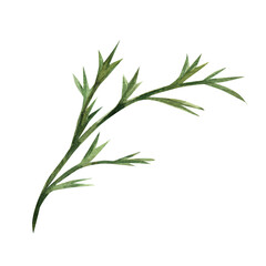 Watercolor green blade of grass, flower, bush. Botanical illustration of the green part of the plant. Isolated on a white background, clip art