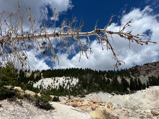 Dry leafless tree branch over rocky geothermal slope in Lassen Volcanic National Park, California....