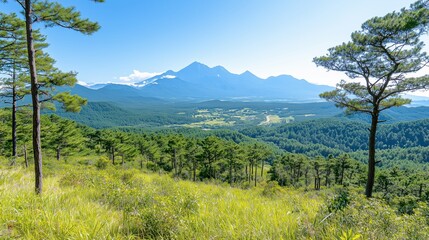 Fototapeta premium natural views from the middle of the forest with beautiful views around it with various trees, mountains and animals around