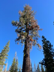 Tall pine tree with unique three-color crown on Kings Creek Trail in Lassen Volcanic National Park under clear blue sky, symbolizing diversity, strength, and resilience.
