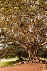 Sprawling fig tree in Newcastle's Pacific Park