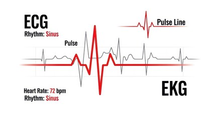 Obraz premium Detailed Medical Infographic of ECG and Pulse with Normal Sinus Rhythm