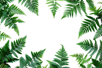 Lush fern leaves frame a dark center