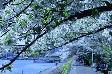 Canal scenery during cherry blossom season