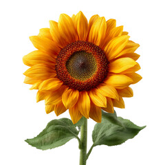 Obraz premium Radiant sunflower bloom a vibrant botanical beauty for floral and nature themes isolated on transparent background