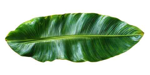 A vibrant green textured leaf with prominent veins and ruffled edges showcasing natural beauty isolated on transparent background