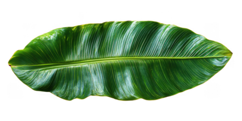 A vibrant green textured leaf with prominent veins and ruffled edges showcasing natural beauty isolated on transparent background