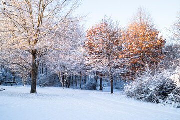 A serene winter landscape featuring snowy trees, a blanket of snow on the ground, and warm sunlight illuminating the foliage
